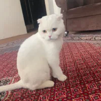 گربه اسکاتیش