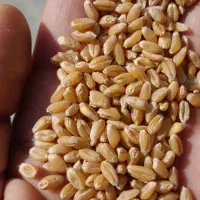 بذر گندم پیشگام چاق در جه یک دیم باران|عمده‌فروشی|خنداب, |دیوار