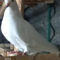 ماده پتی وآله شماره تلفن دار غریب گیری|پرنده|تهران, یافت‌آباد|دیوار