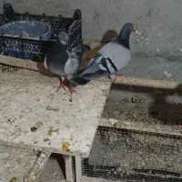 فروش‌پرنده