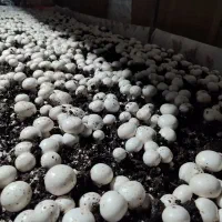 قارچ دکمه ای درجه یک عمده و تک