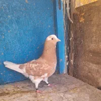 کفتر   ۲ تا زردی نشوندار  مهر خورده