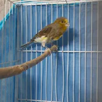 جوجه عروس هلندی و قناری|پرنده|خاش, |دیوار