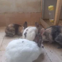 واگزاری رایگان خرگوش