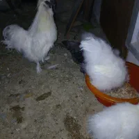 مرغ و خروس ابریشمی و جوجه ابریشمی|حیوانات مزرعه|تبریز, |دیوار