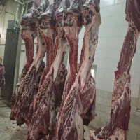 خرید وفروش گاوهای افتاده وفلج زایمان|حیوانات مزرعه|زنجان, |دیوار