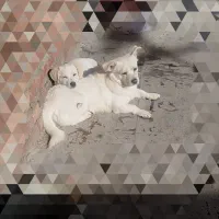 سگ اشپیتز|سگ|اسدآباد, |دیوار