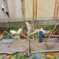 عروس پاریس هلندی|پرنده|اهواز, فتح|دیوار