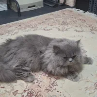 پرشین خاکستری نمونه