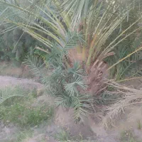 100 تا درخت دوساله خرما و 10تا درخت پرتقال نارنج|فروش زمین و ملک کلنگی|ریگان, |دیوار