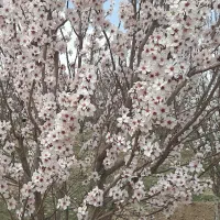 یک هکتار باغ میوه با درختان بارده ۵ساعت آب