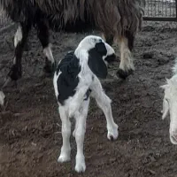 بره شیری|حیوانات مزرعه|رستم, |دیوار