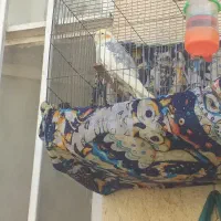عروس هلندی