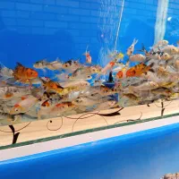 ماهی کوی باله بلند فقط دونه ای 20ت