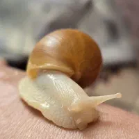 حلزون آچاتینا (برای حلزون تراپی و مراقبت از پوست)