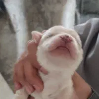 توله سگ جک راسل . شیتزو