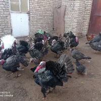 خروس بوقلمون|حیوانات مزرعه|مشهد, فرخد|دیوار