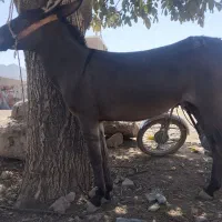 الاغ ماده