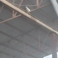 تعدادی کبوتر پرشی|پرنده|علیآباد کتول, |دیوار