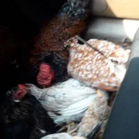مرغ وخروس