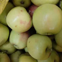 سیب شاهکو ابدار وخوشمزه کیلو۵۰