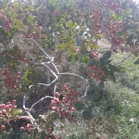 نهال درخت پسته چنتا موجود بارده پیوند اکبری|گل و گیاه طبیعی|مشکان, |دیوار