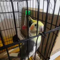 جفت عروسی هلندی با ست کامل|پرنده|مینودشت, |دیوار