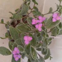برگ بیدی کرکی