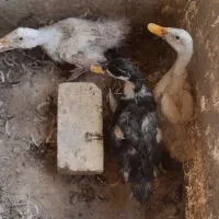 جوجه اردک مرغ خروس
