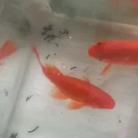 ماهی قرمز|ماهی|خان ببین, |دیوار