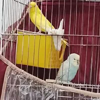 جفت مرغ عشق مولد