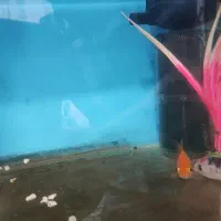 آکواریوم|ماهی|مشهد, ثامن|دیوار