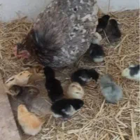 جوجه بوقلمون یک روزه تا مولد