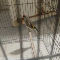 سهره جوجه قفس عروسک دورگ سینه طلایی