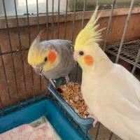 عروس هلندی باقفس