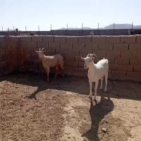کولار سانن