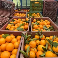 ۲۷سبد پرتقال خونی تازه چین