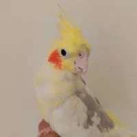 عروس هلندی|پرنده|مشهد, شهید علی محمدی|دیوار