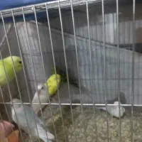 مرغ عشق|پرنده|قم, نخودی|دیوار