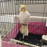 عروس هلندی جفت با قفس