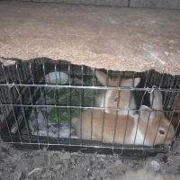 خرگوش نژاد جرسی. فروش فوری|موش و خرگوش|بم, |دیوار