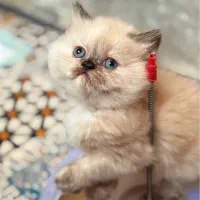 هیمالین کوچولو خرسی