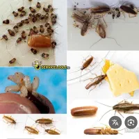 دفتر خدمات سمپاشی سوسک و ساس ۱۰۰/تضمینی با ضمانت