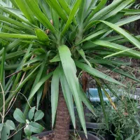 فروش گل یوکا و رونده کرپ و ...|گل و گیاه طبیعی|رحیم‌آباد, |دیوار