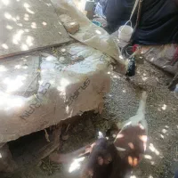 کره پاکستان گلابی