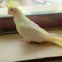 عروس هلندی همشون آرام دستی|پرنده|ماسال, |دیوار