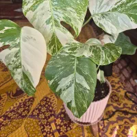 گل طبیعی|گل و گیاه طبیعی|اهر, |دیوار