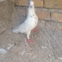معاوضه با طوقی نر مست خوب