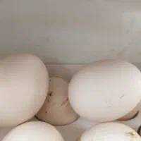 تخم مرغ محلی