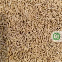 گندم دیم 4تن آذر 2وسرداری مخصوص بذر درشت وتمیز